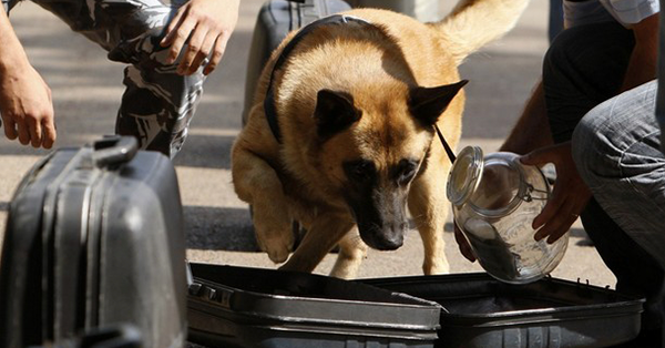 sniffer-dogs-effective-nacob-starr-fm