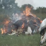 The drugs being destroyed at the Bundase Military base