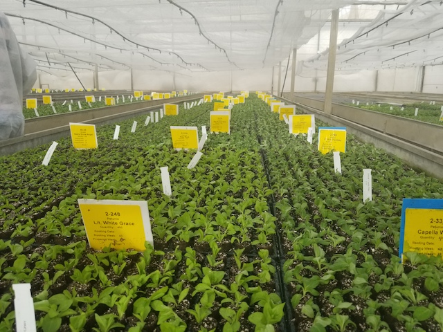 Danziger Greenhouse Farm uses Drip Irrigation system for breeding and rooting of flowers
