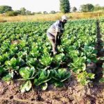 Mr Aboubaka Iddrisu in his carbage farm