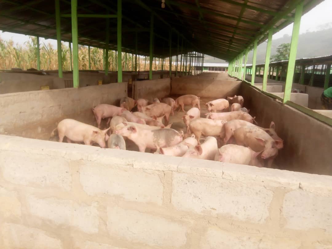 pig-farming-can-reduce-joblessness-muzuu-farms-ceo-starr-fm