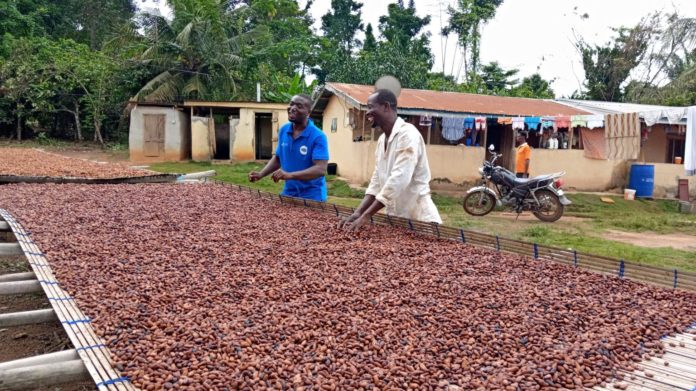 Cocoa production dropped under Akufo-Addo – Ato Forson - Starr Fm