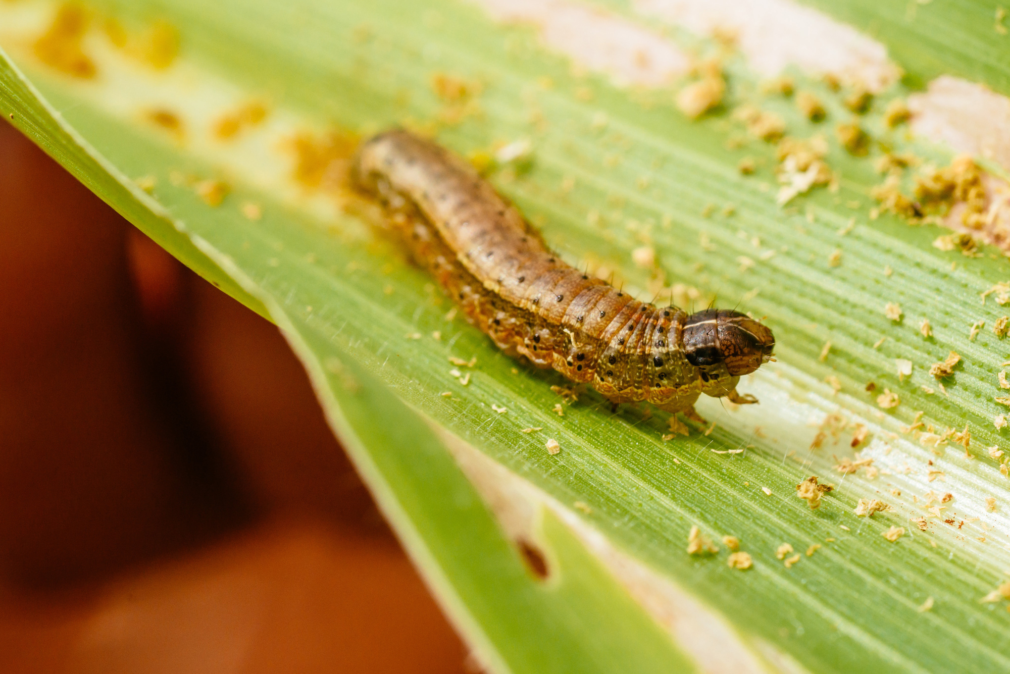 Fall Armyworms Are Back – Agric Ministry Warns Farmers – Starr Fm