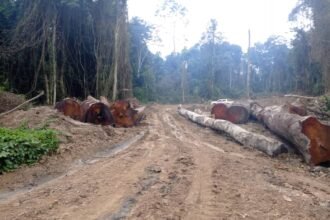 Forests Destruction