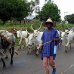 Fulani herdsmen