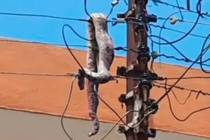 ECG engineers inspect power lines after snake-induced outage in Ashanti Region